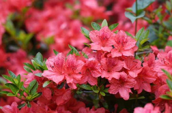 长沙杜鹃花观赏攻略（地址汇总+开花时间）
