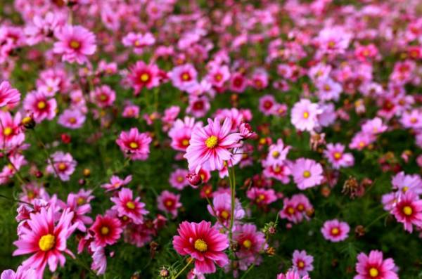 惠州最近可以赏什么花？附地点+花期（持续更新 ）
