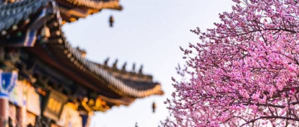 参观南京梅花山买什么门票