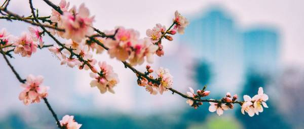 西樵山桃花观赏指南