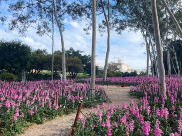 厦门忠仑公园紫罗兰花海观赏指南（入口＋交通）（2）
