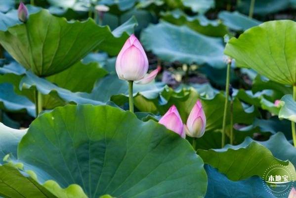 深圳观澜版画村荷花开了吗(花期+地址交通+门票)