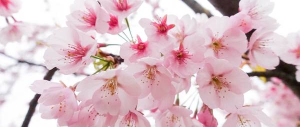 南京樱花季节是什么时候