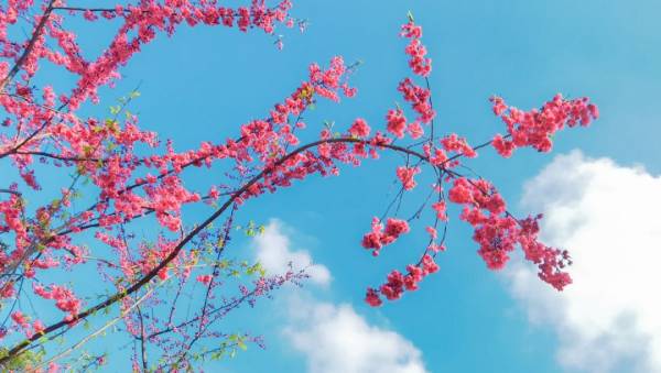 重庆美樱花海2025年什么时候开？