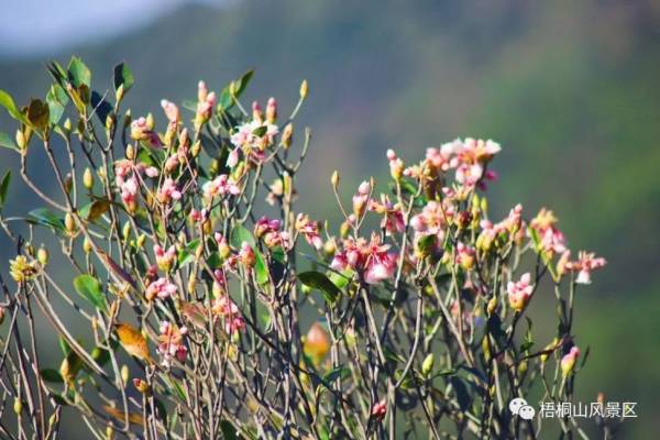 深圳梧桐山吊钟花花期(什么时候开)