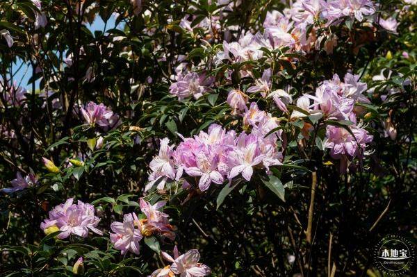 深圳梧桐山杜鹃花开了吗?花期详细介绍（4）