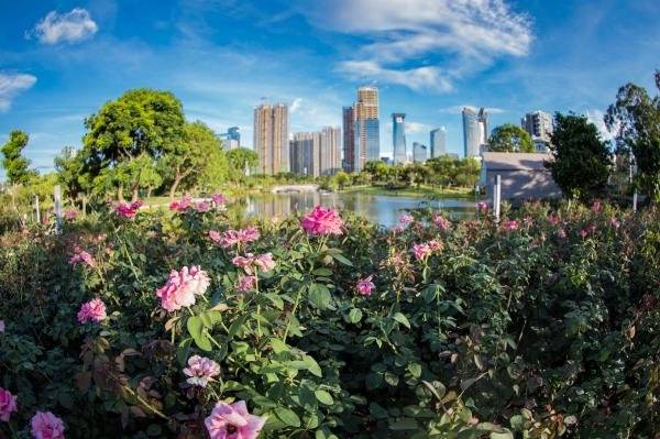香蜜公园月季花什么时候开?花期及具体位置(3) 香蜜公园月季花什么时候开?花期及具体位置(3)