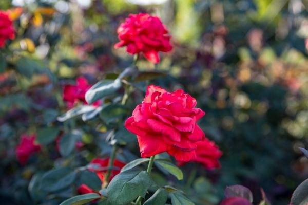 香蜜公园月季花什么时候开?花期及具体位置(4) 香蜜公园月季花什么时候开?花期及具体位置(4)