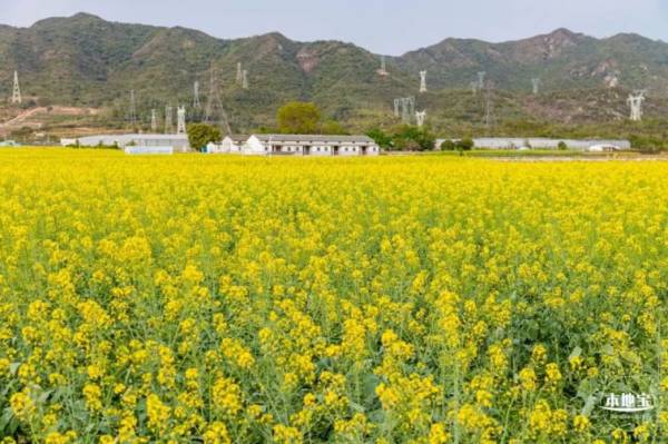 大鹏油菜花什么时候开(时间)