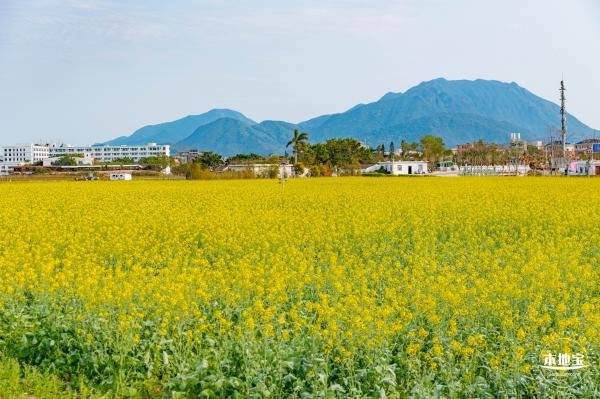 深圳油菜花什么季节开(几月份)