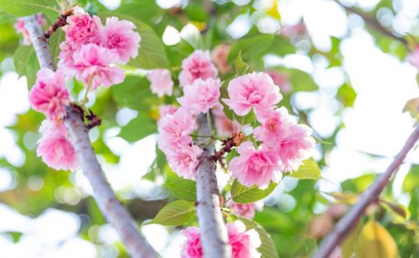 深圳樱花什么时候开花