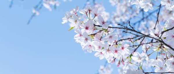 佛山王借岗森林公园赏花攻略(茶花+樱花)