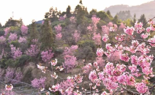 厦门集美灌口镇东辉村樱花观赏攻略（花期＋地点＋门票）