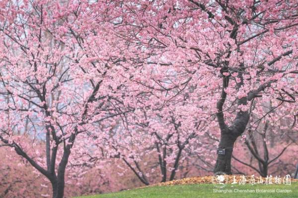 2025上海辰山植物园赏樱预报（3月6日更新）
