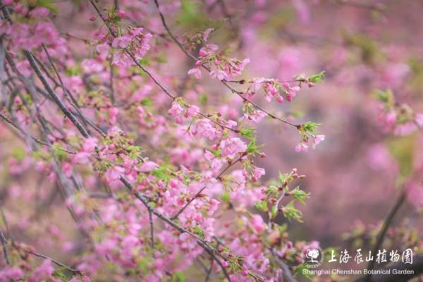 2025上海辰山植物园赏樱预报（3月6日更新）（2）