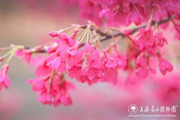2025上海辰山植物园赏樱预报（3月6日更新）（4）
