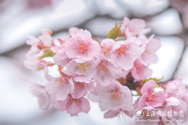 2025上海辰山植物园赏樱预报（3月6日更新）（3）