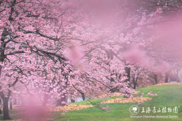 2025上海辰山植物园赏樱预报（3月6日更新）（6）