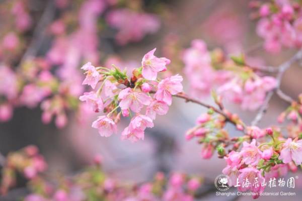 2025上海辰山植物园赏樱预报（3月6日更新）（9）