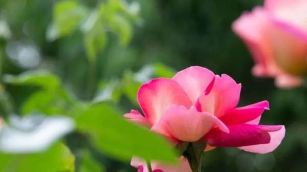 2025天津5月赏花指南（花种+赏花地点）