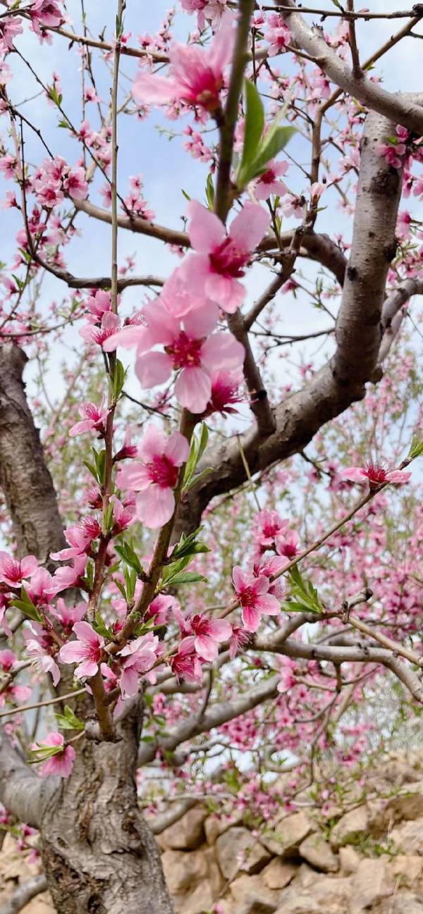 青岛环秀湖体育休闲公园赏花看点