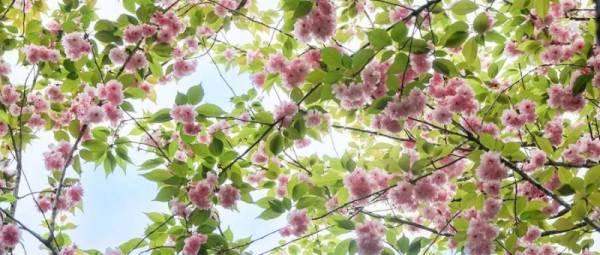 2025年成都清明节活动汇总