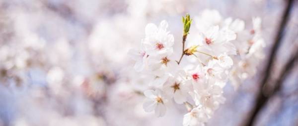 南京玄武湖樱花什么时候开花2025