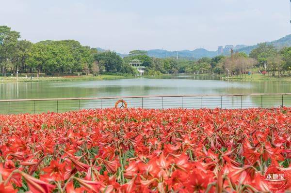 深圳中心公园春季赏花游玩指南 深圳中心公园春季赏花游玩指南