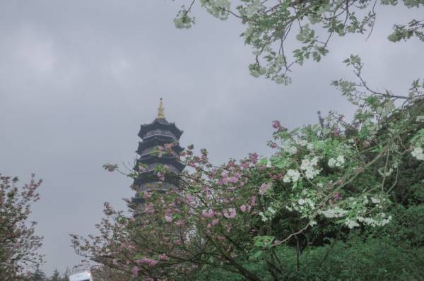 2025重庆园博园樱花什么时候开？（2）