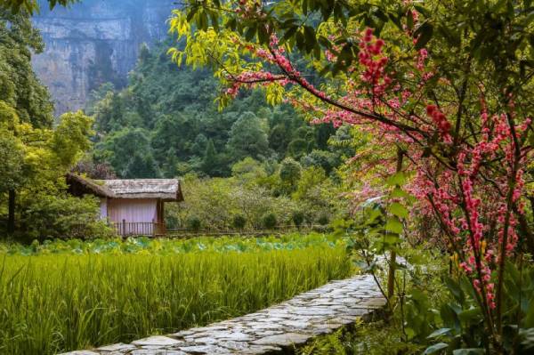 重庆酉阳桃花源桃花什么时候开？