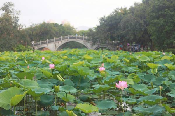 洪湖公园的荷花什么时候开