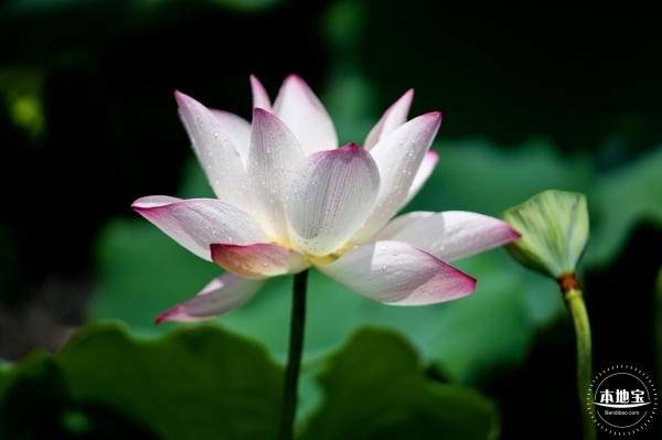 深圳洪湖公园荷花盛花期是什么时候(时间)