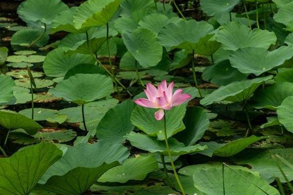 深圳洪湖公园荷花开到什么时候(花期)
