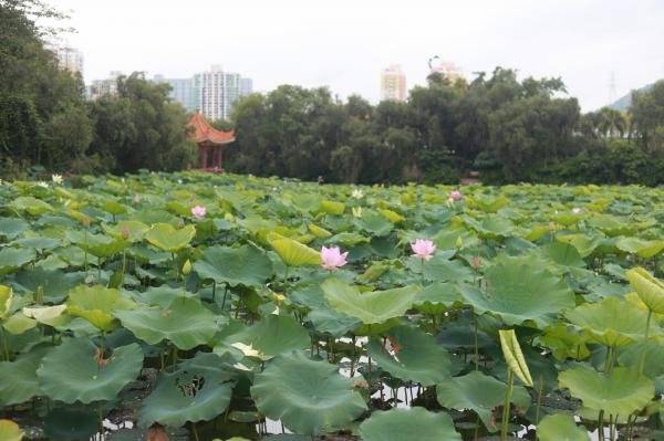 深圳洪湖公园坐地铁怎么去?最近的地铁站出口