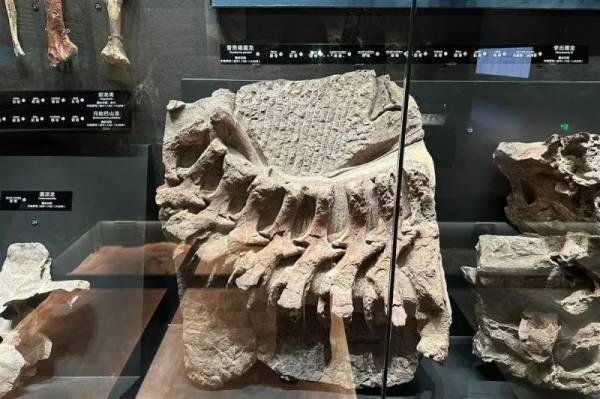 重庆自然资源科普馆有什么好玩的？（4）